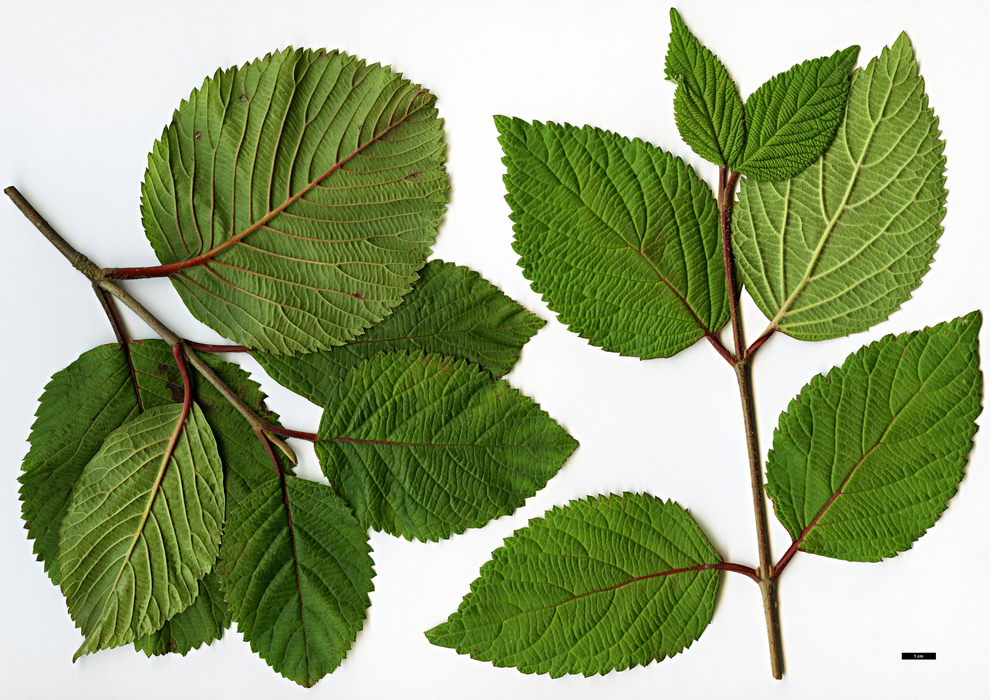 High resolution image: Family: Adoxaceae - Genus: Viburnum - Taxon: plicatum - SpeciesSub: f. plicatum